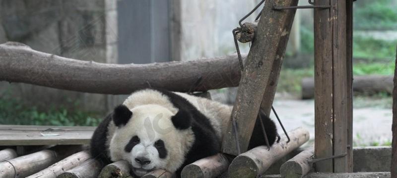 熊猫面馆道具的用途一览（探索竹子在游戏中的多种用途）